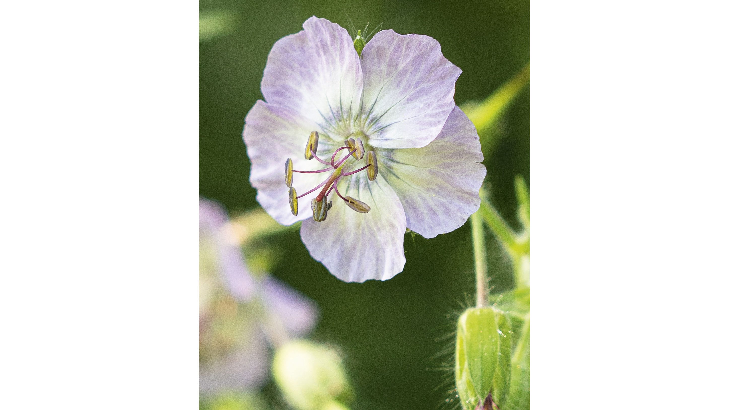 Geranium phaeum var. lividum ‘Majus’