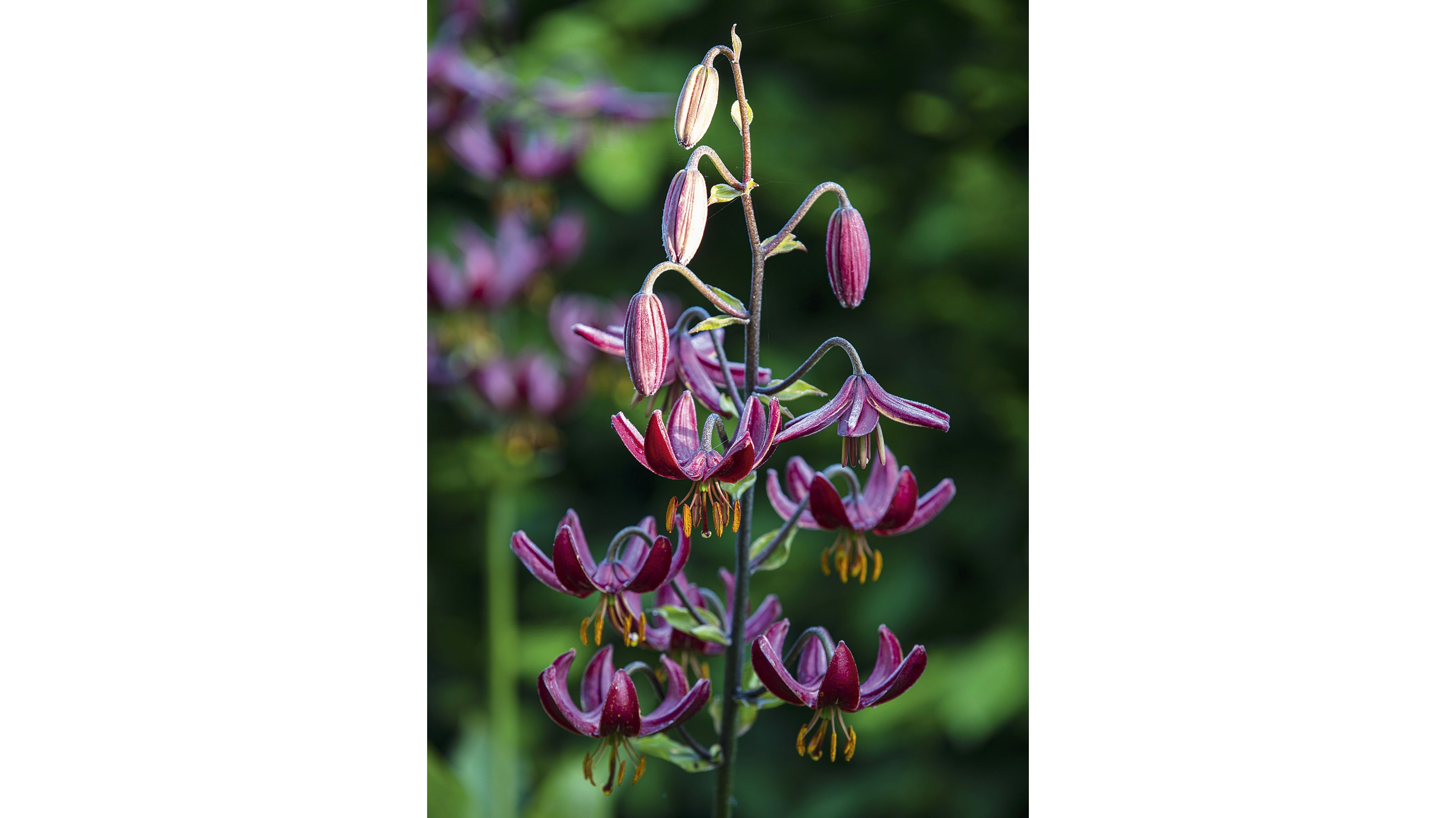 Lilium martagon