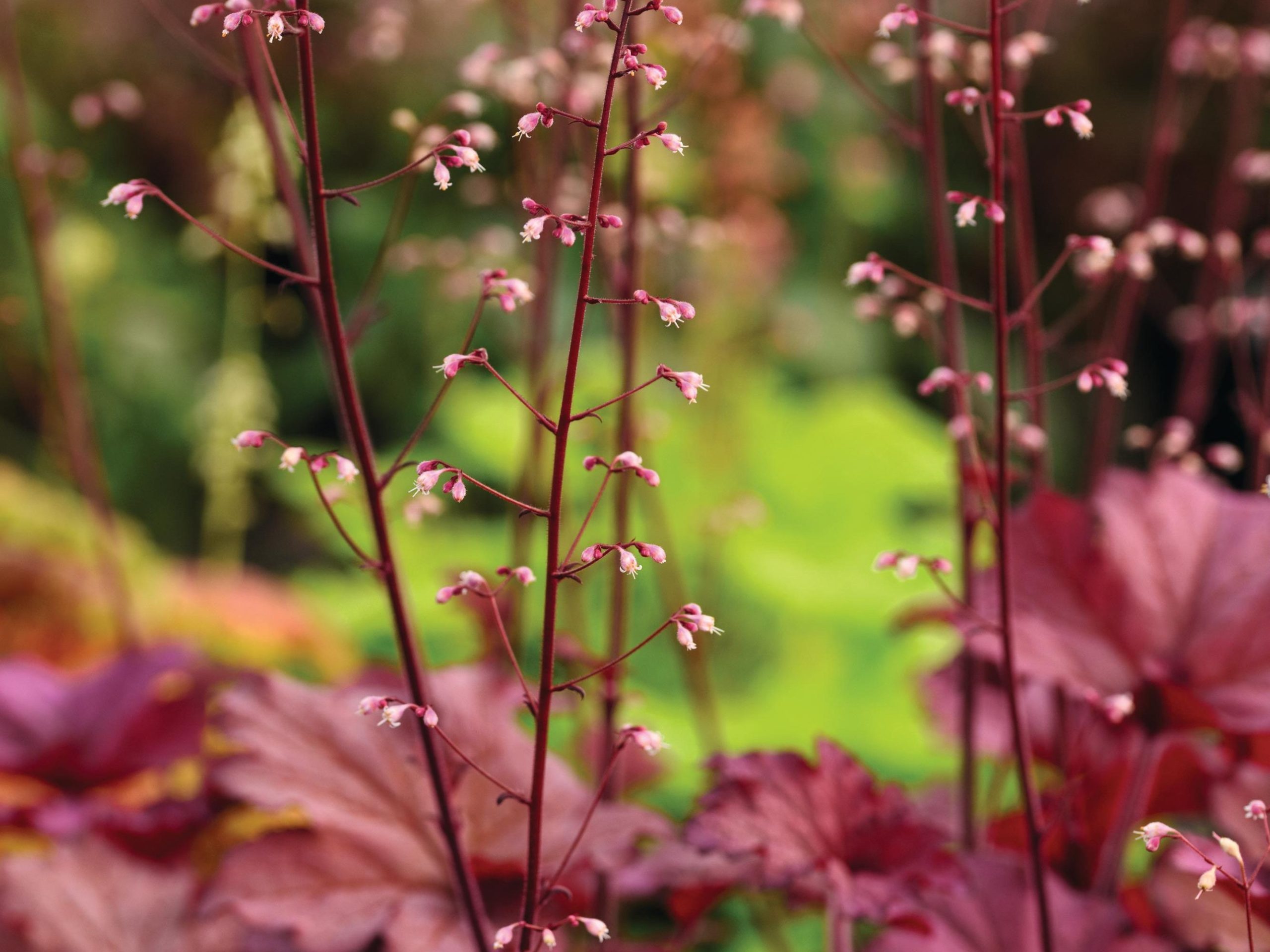 Heuchera ‘Coralberry’