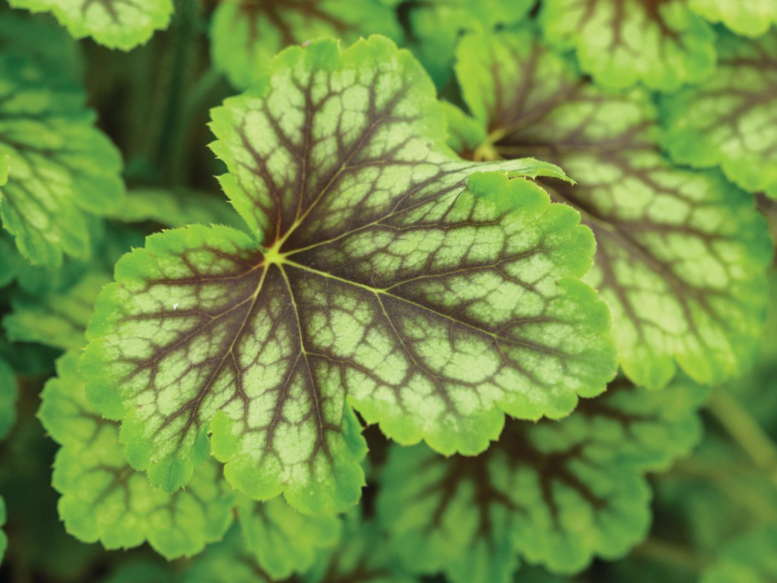 Heuchera ‘Thomas’