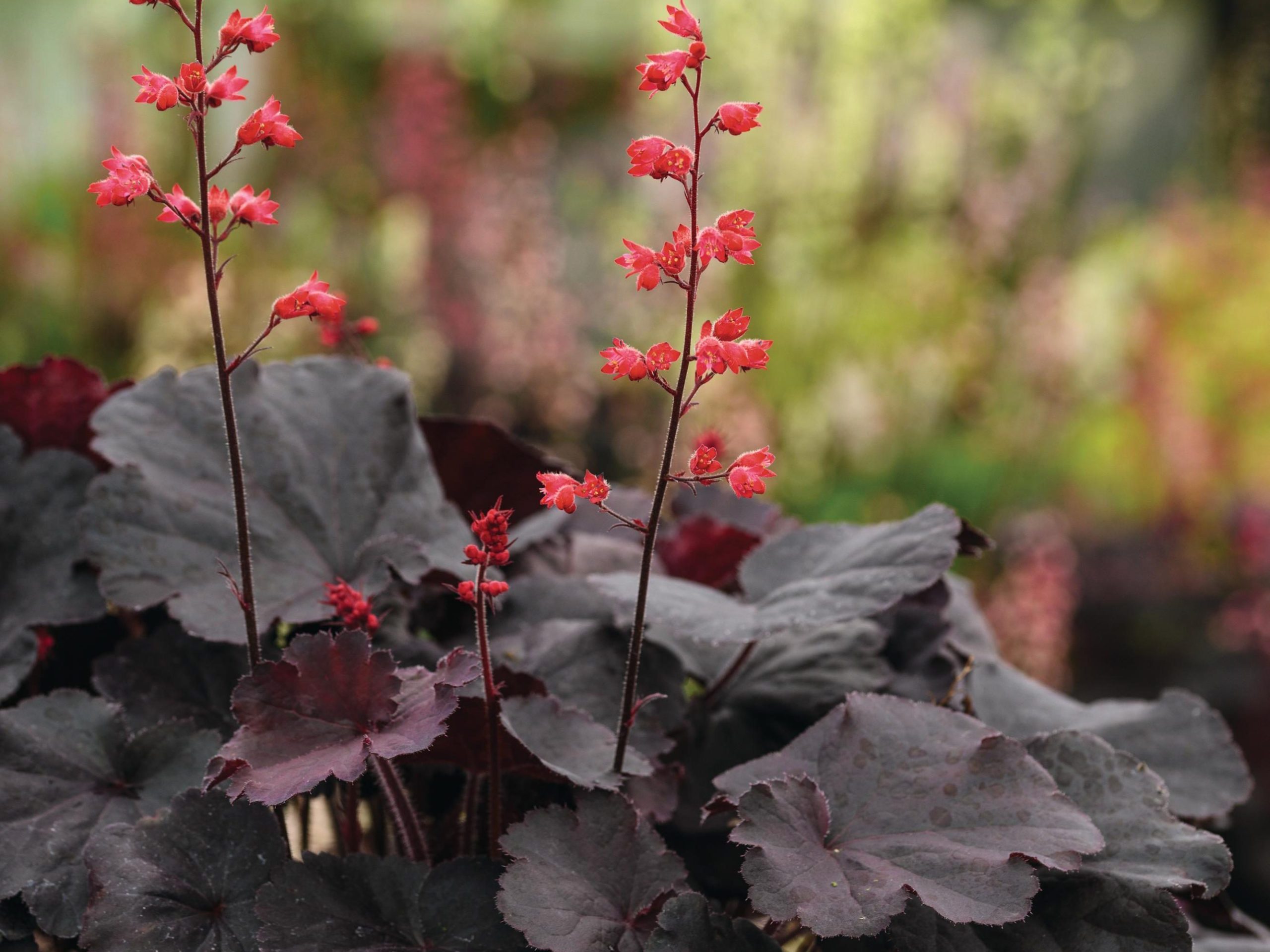 Heuchera ‘Black Forest Cake’