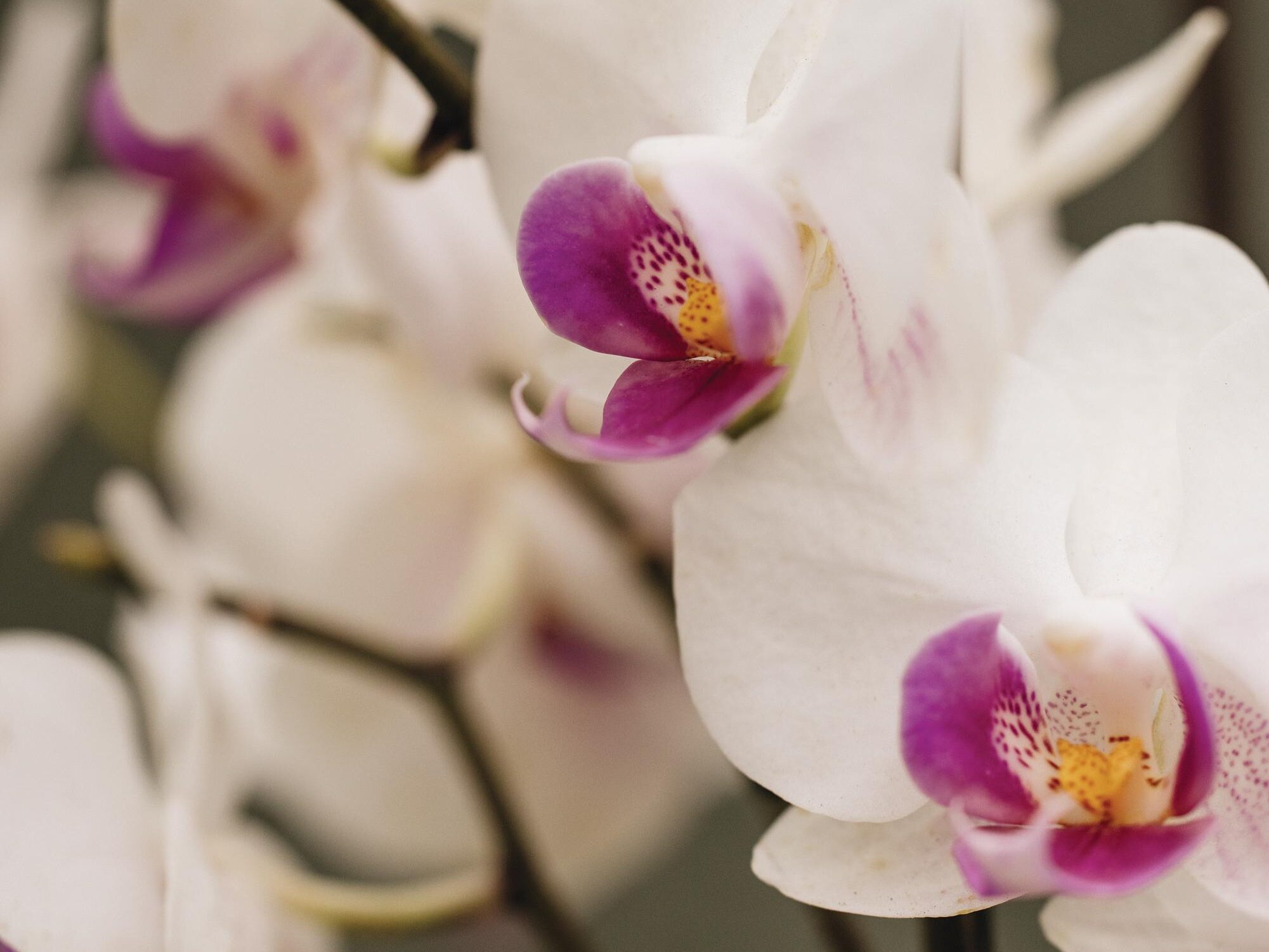 Phalaenopsis Safe Haven moth orchid