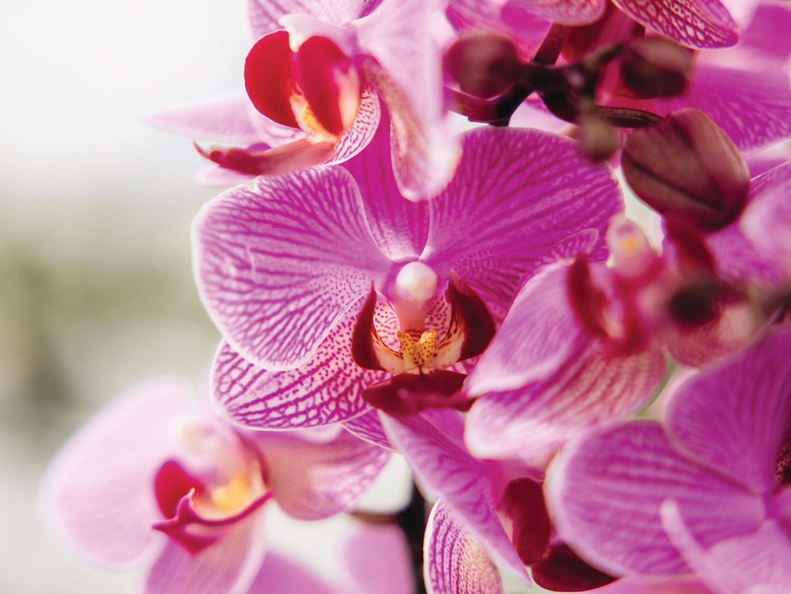 Phalaenopsis Perceval moth orchid