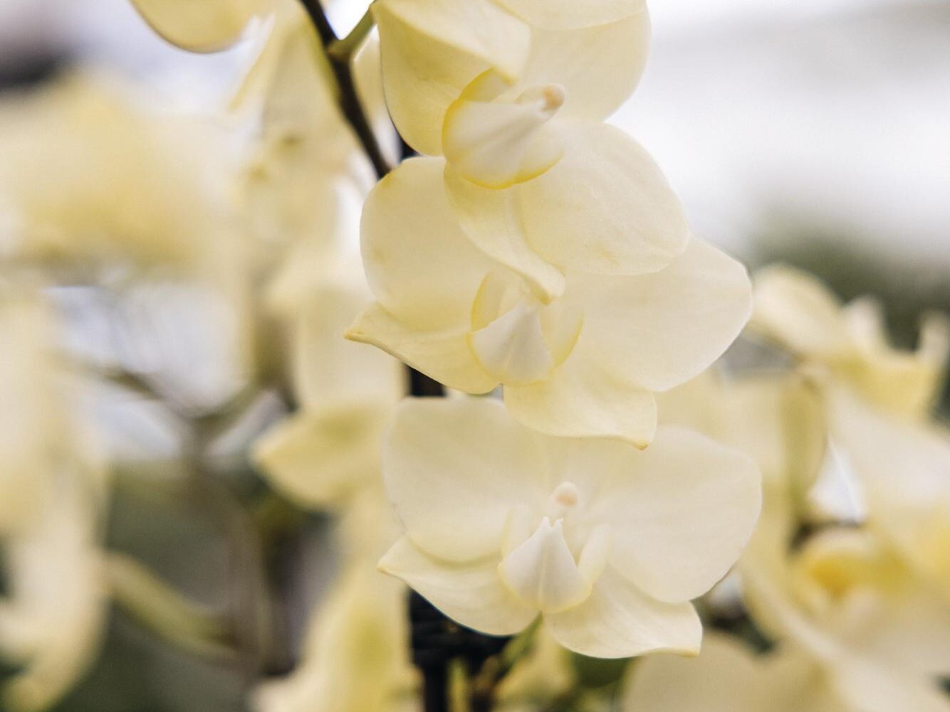 Phalaenopsis Sunny Shore moth orchid