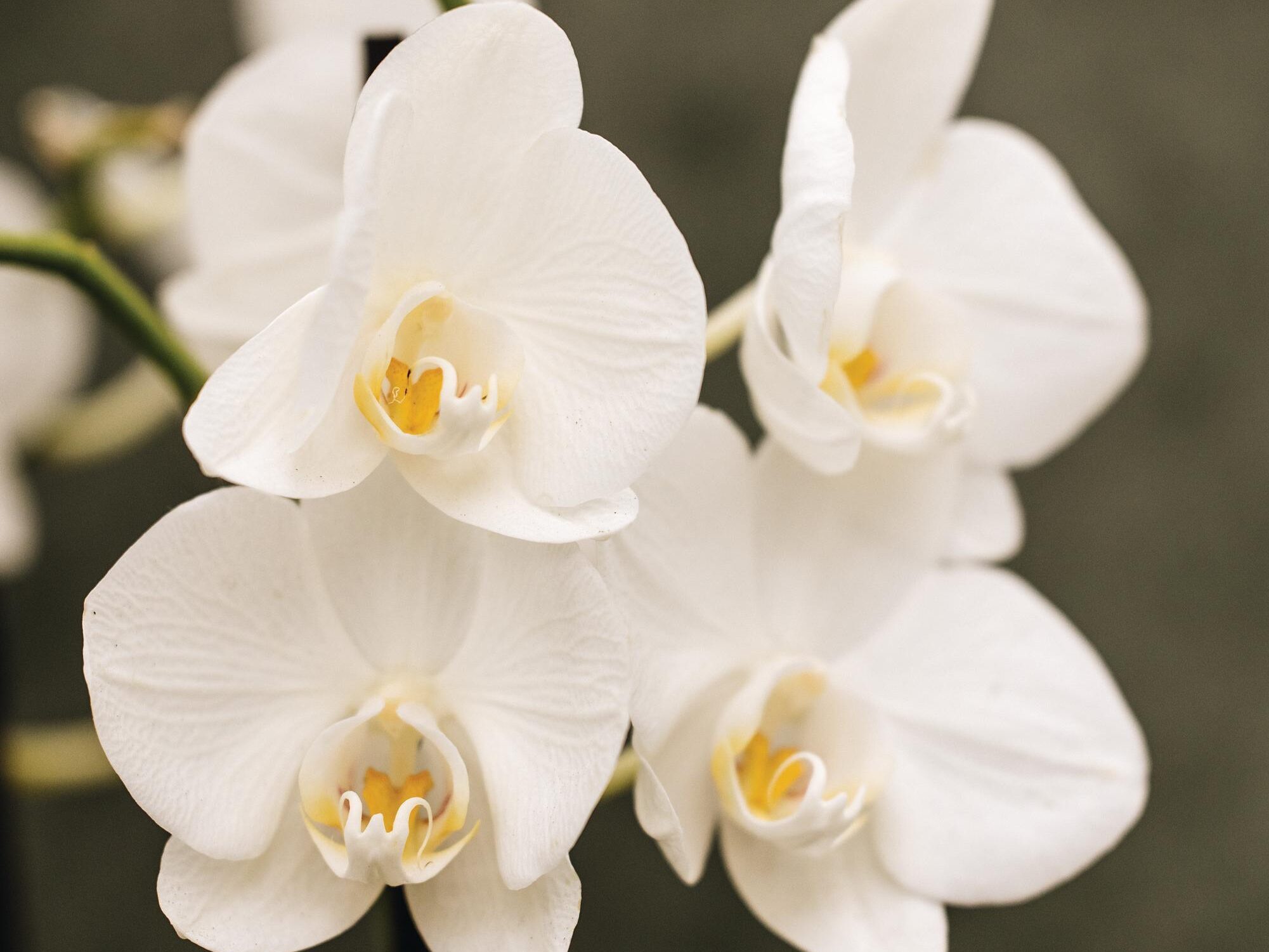 Phalaenopsis Dover