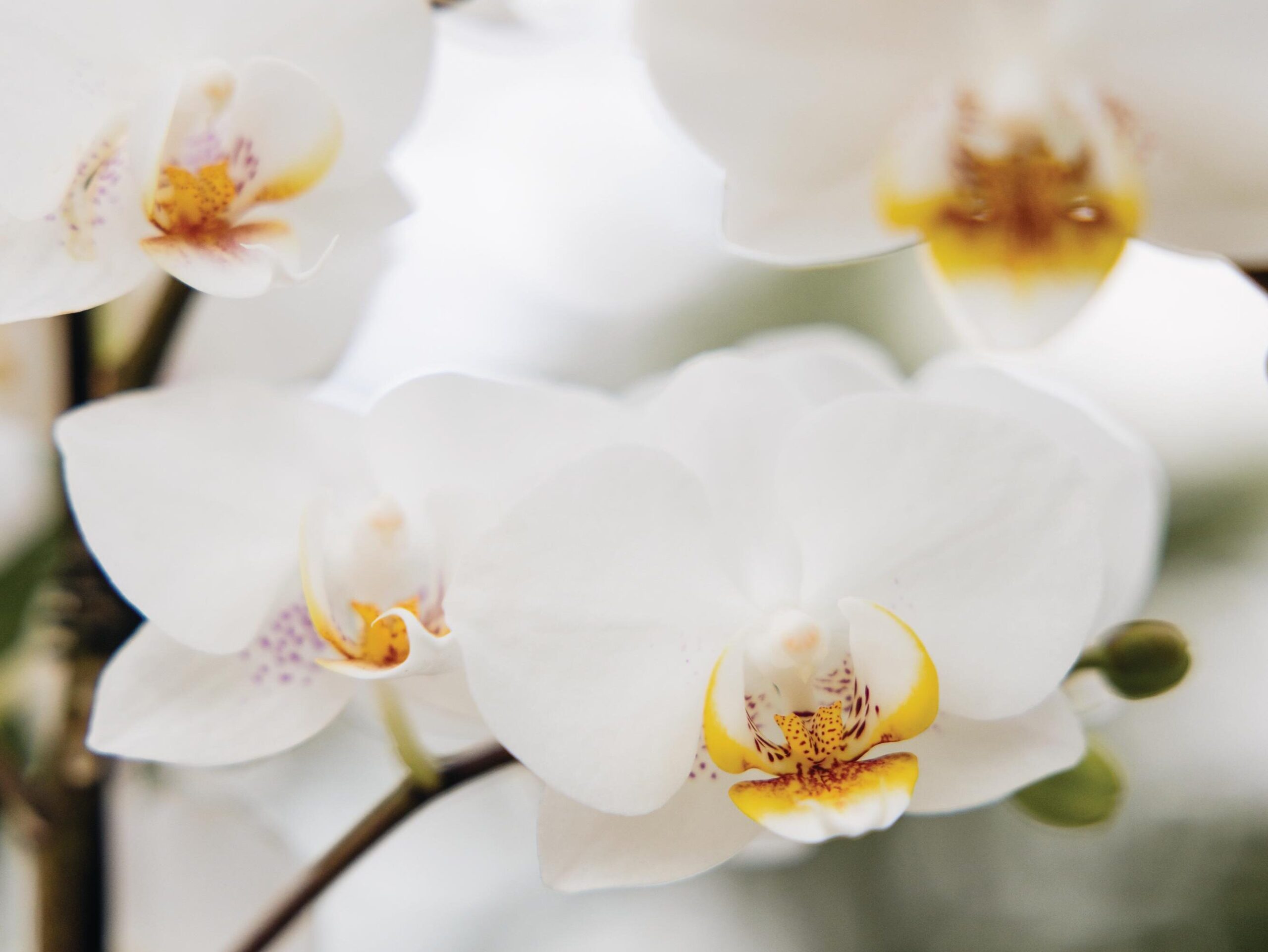 Phalaenopsis Puppy moth orchid