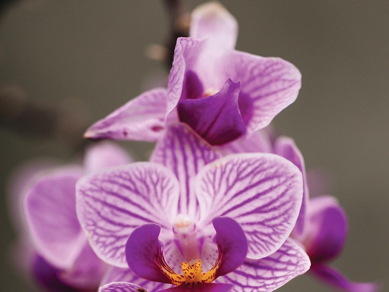 Phalaenopsis Birdie moth orchid