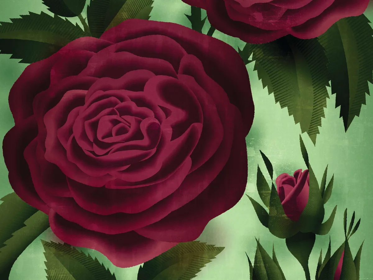 G_Illus_Summer_25_R2_1a_2_aw_preview Garden roses