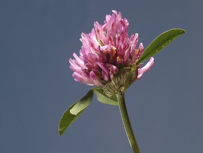 Clover © Schellhorn/ullstein bild via Getty Images