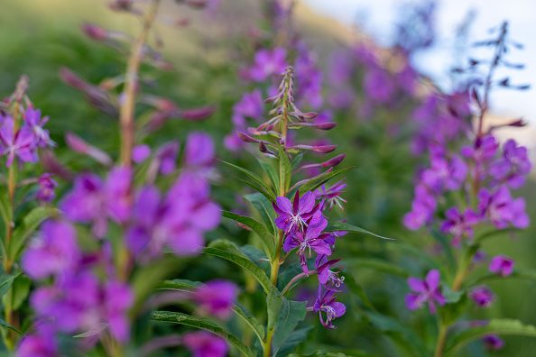 Rosebay willowherb
