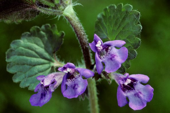 Ground ivy.
