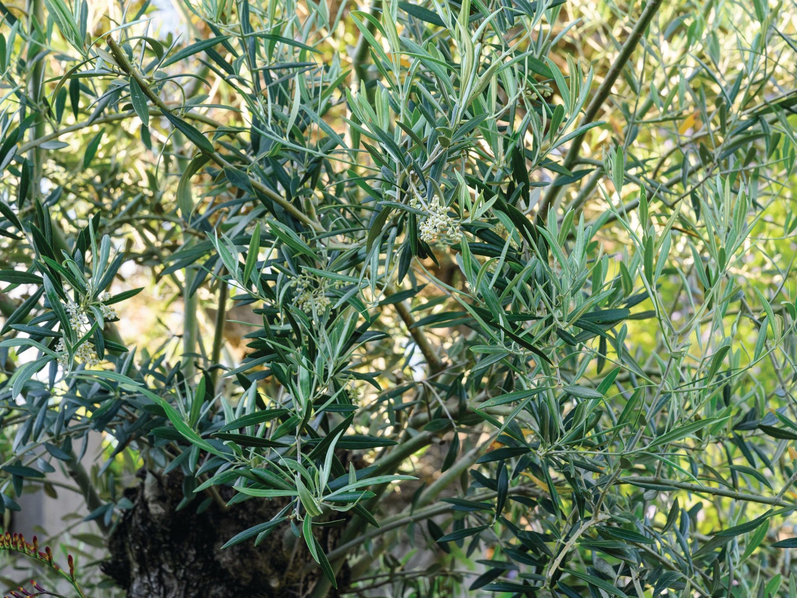 Shrub