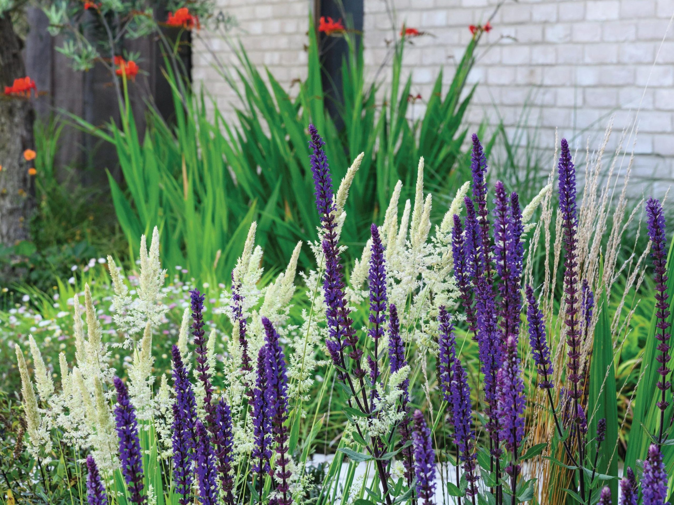 Purple flowers