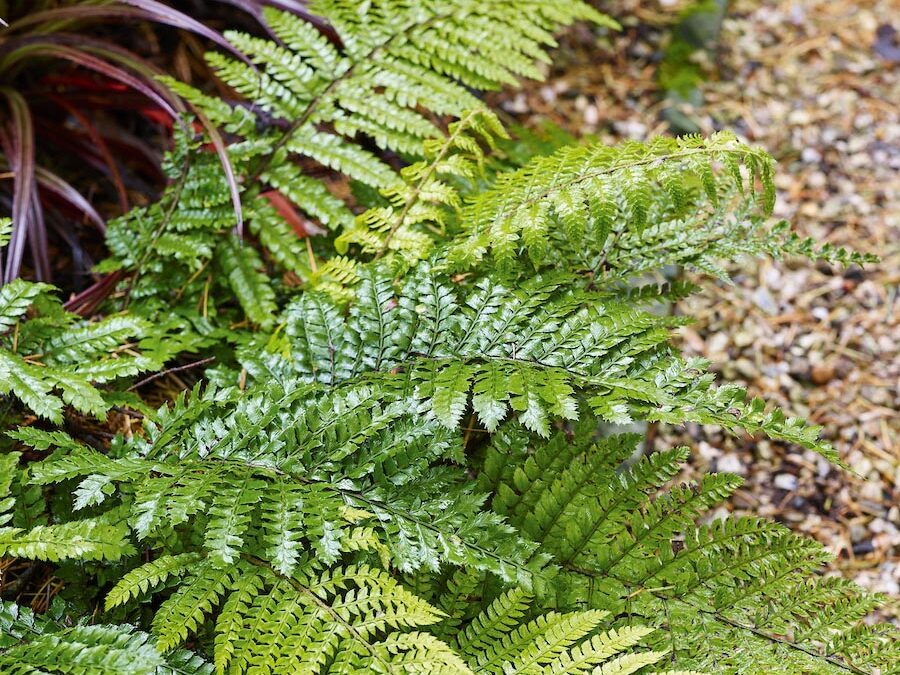 Propagating ferns: how to grow ferns