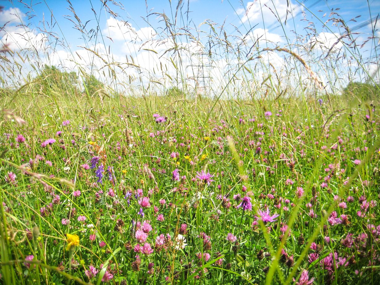 Chimney Meadows