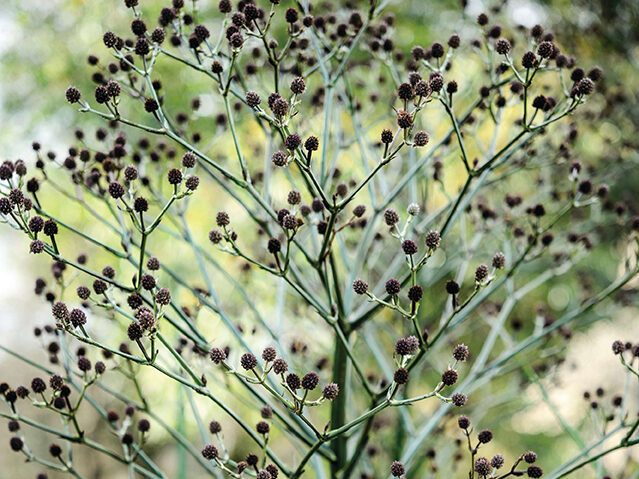 Eryngium pandanifolium ‘Physic Purple’