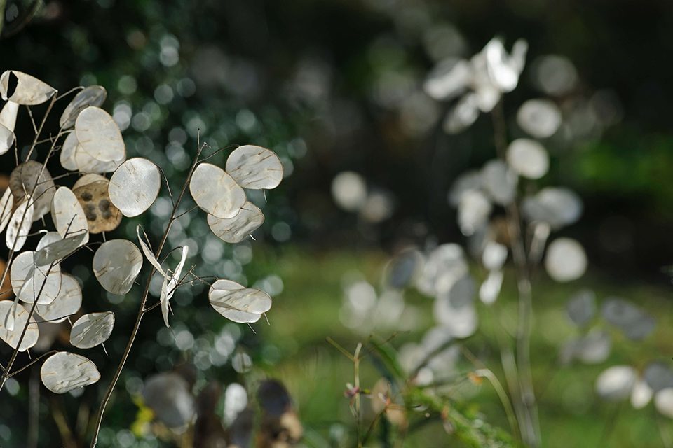 Lunaria annua