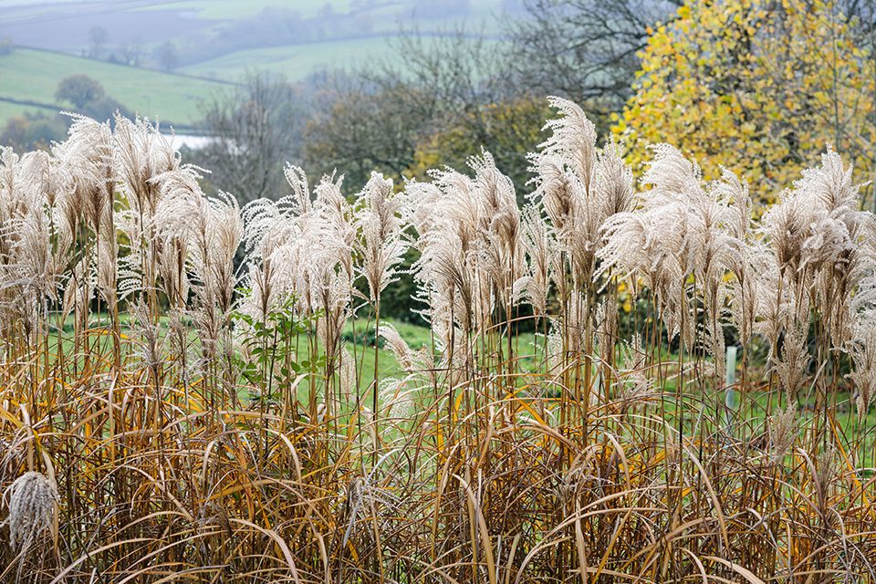 Miscanthus sinensis ‘Malepartus’