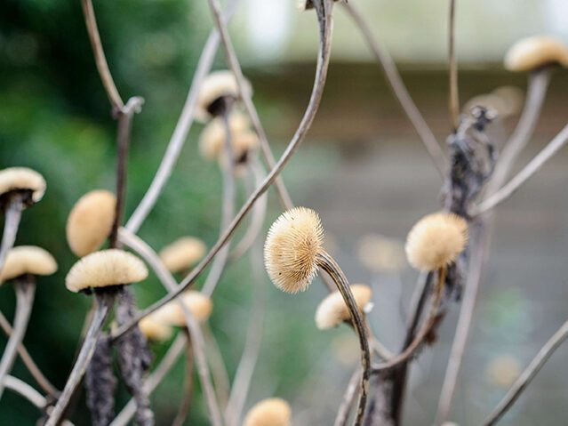 Telekia speciosa