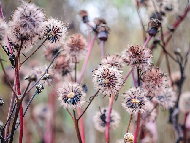 Ligularia ‘Britt Marie Crawford’