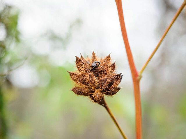 Glycyrrhiza yunnanensis