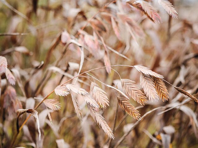 Chasmanthium latifolium