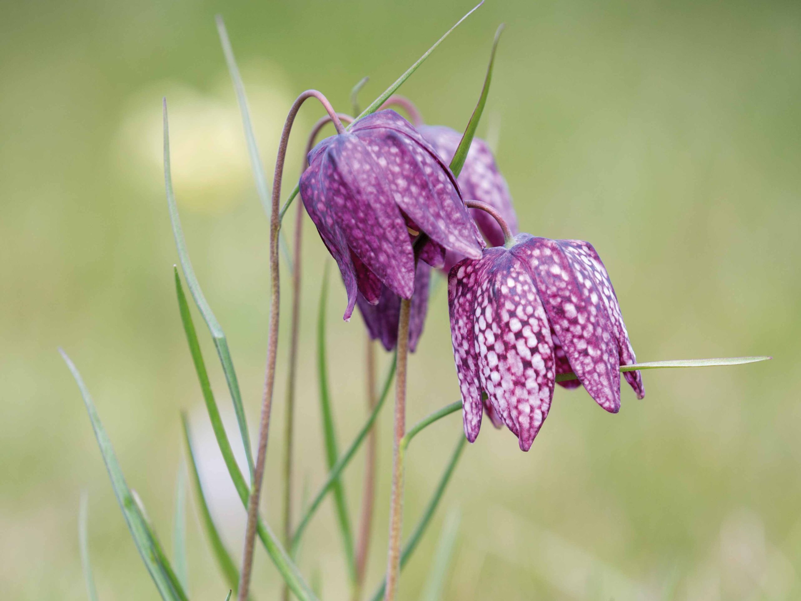 Fritillaria meleagris