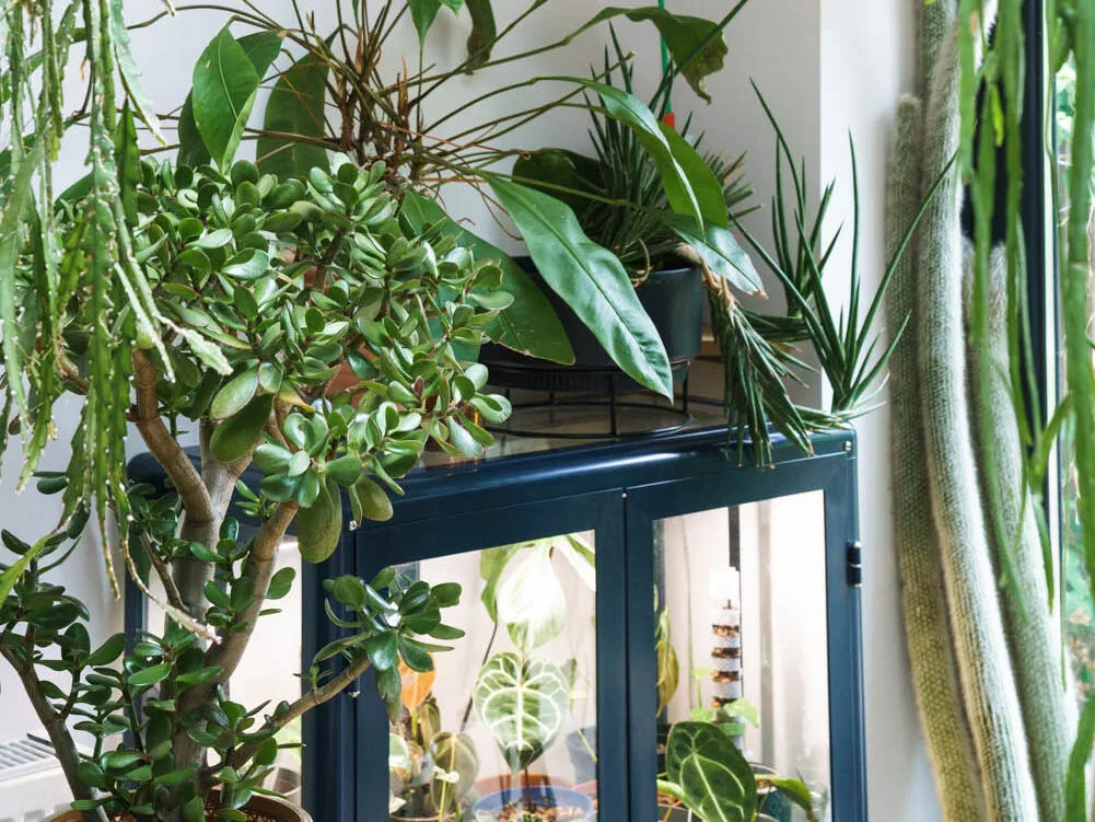 Grow lights and grow cabinet Grow lights and grow cabinet
