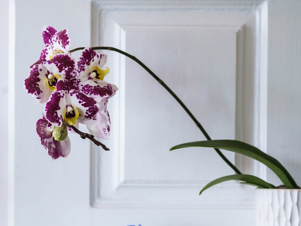 Orchid without a support