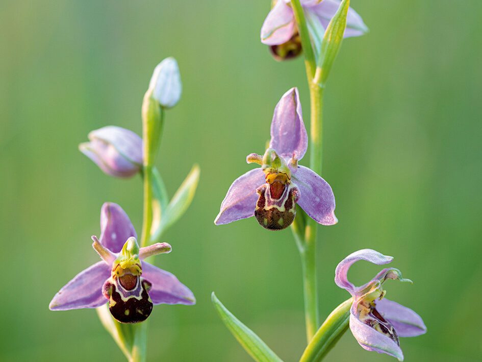 Ophrys apifera (Bee Orchid)