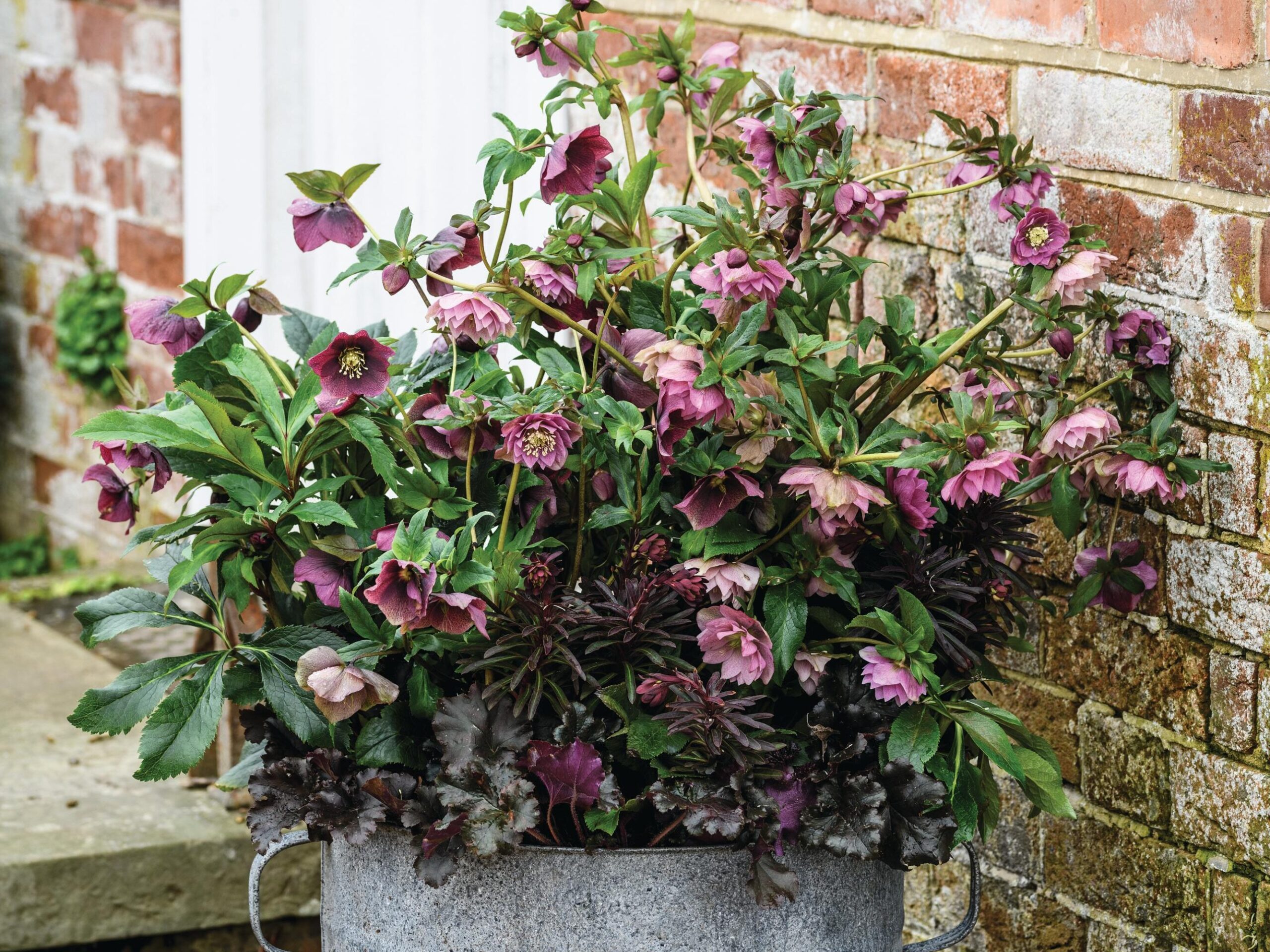 Jo Thompson's container planting ideas using hellebores and heuchera