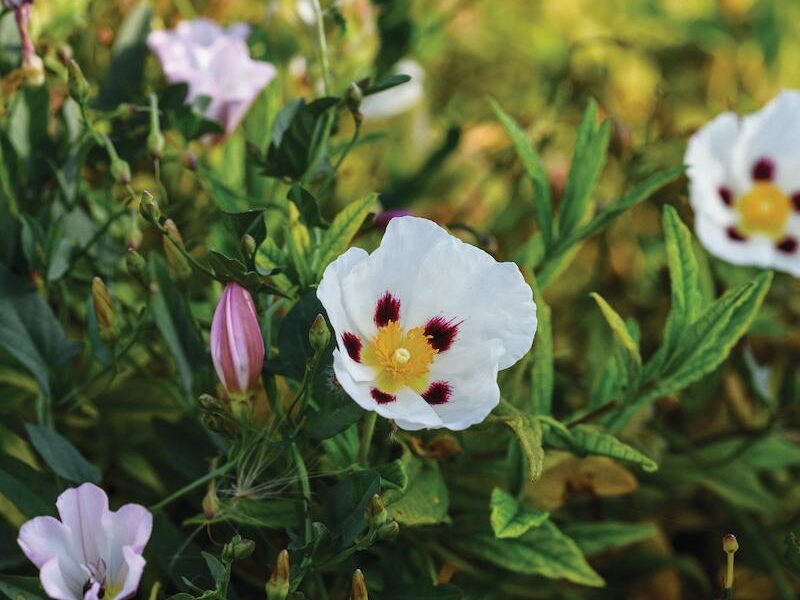 Cistus ladanifer