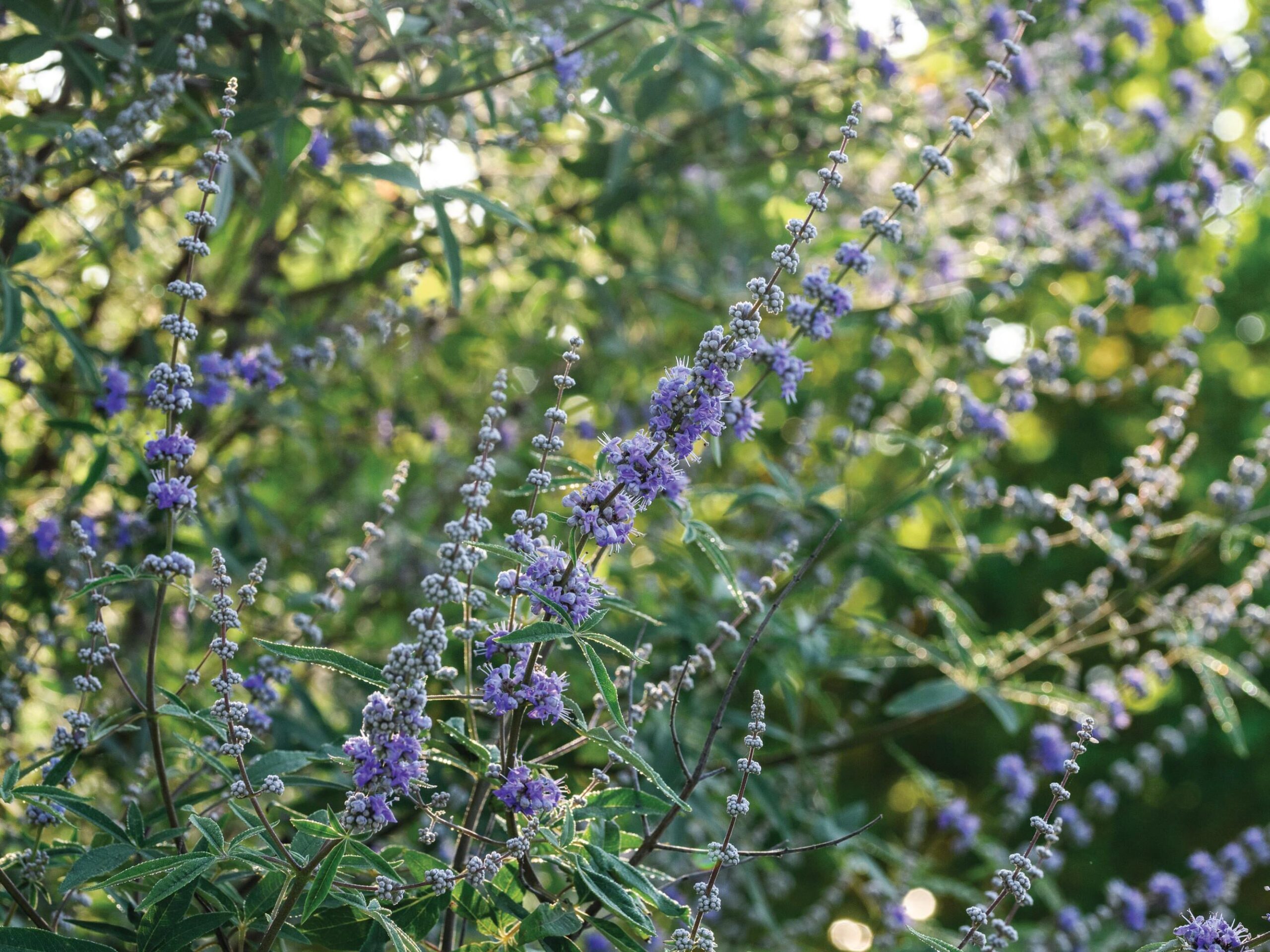Vitex agnus-castus