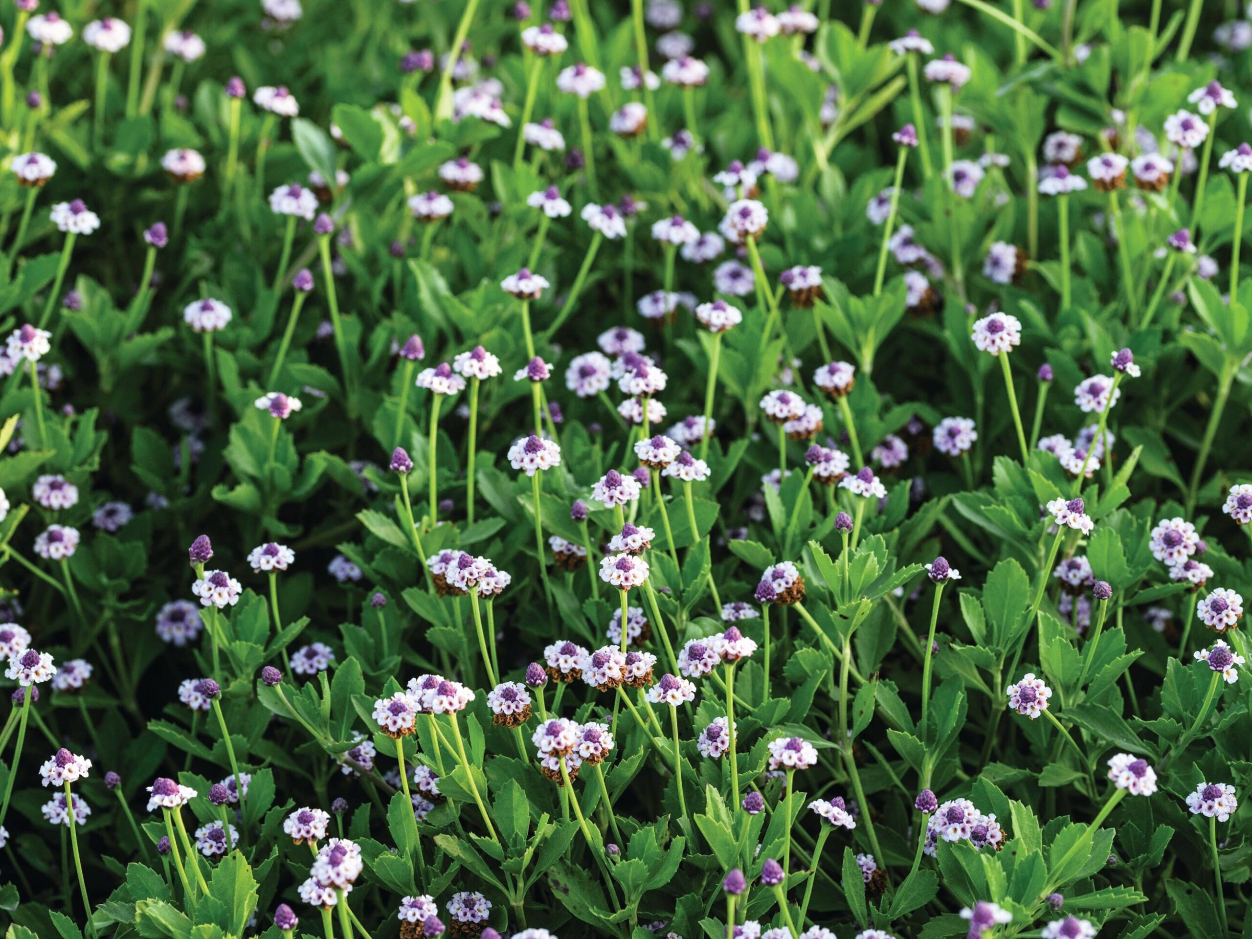 Phyla nodiflora