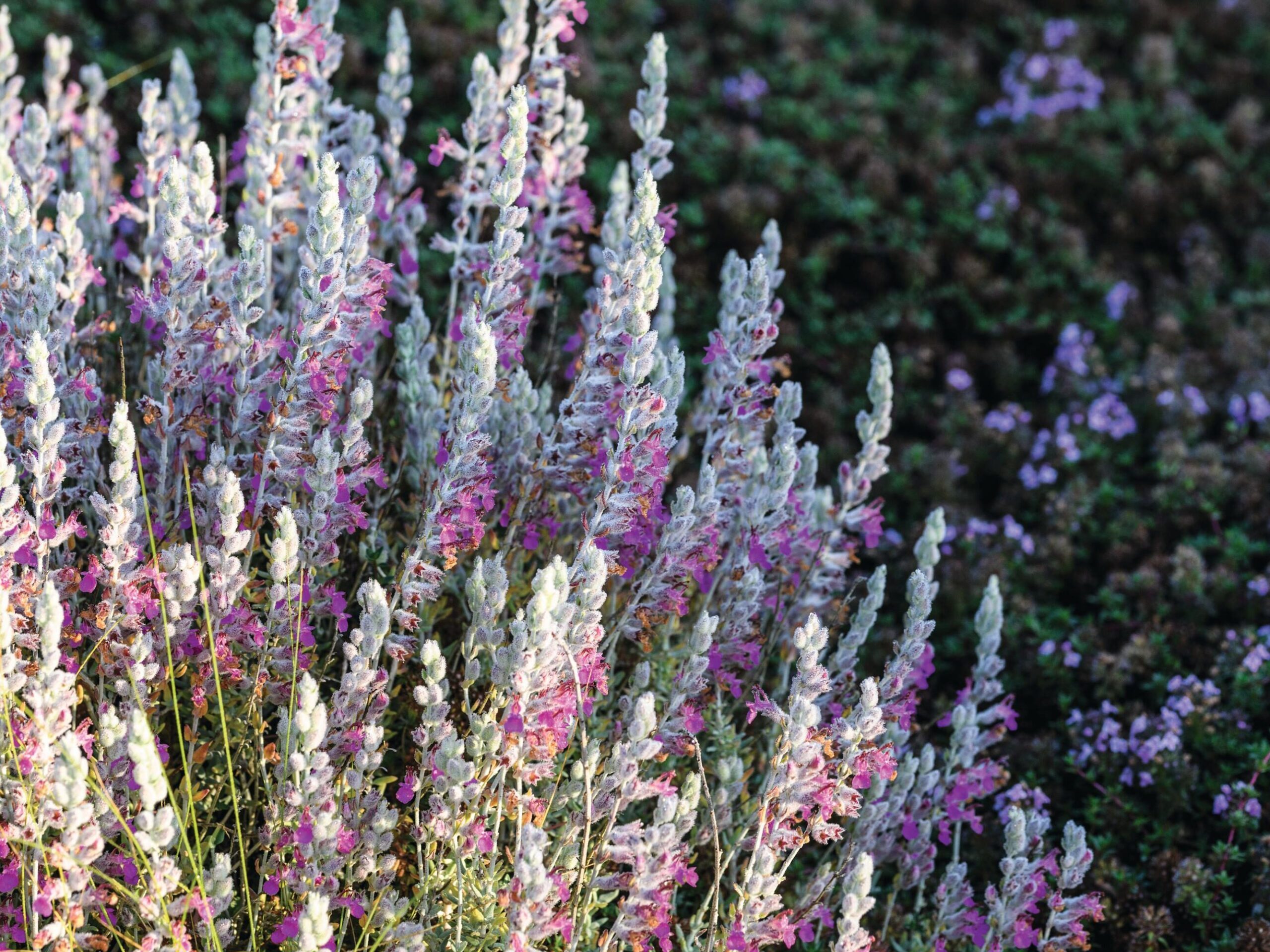 Teucrium marum