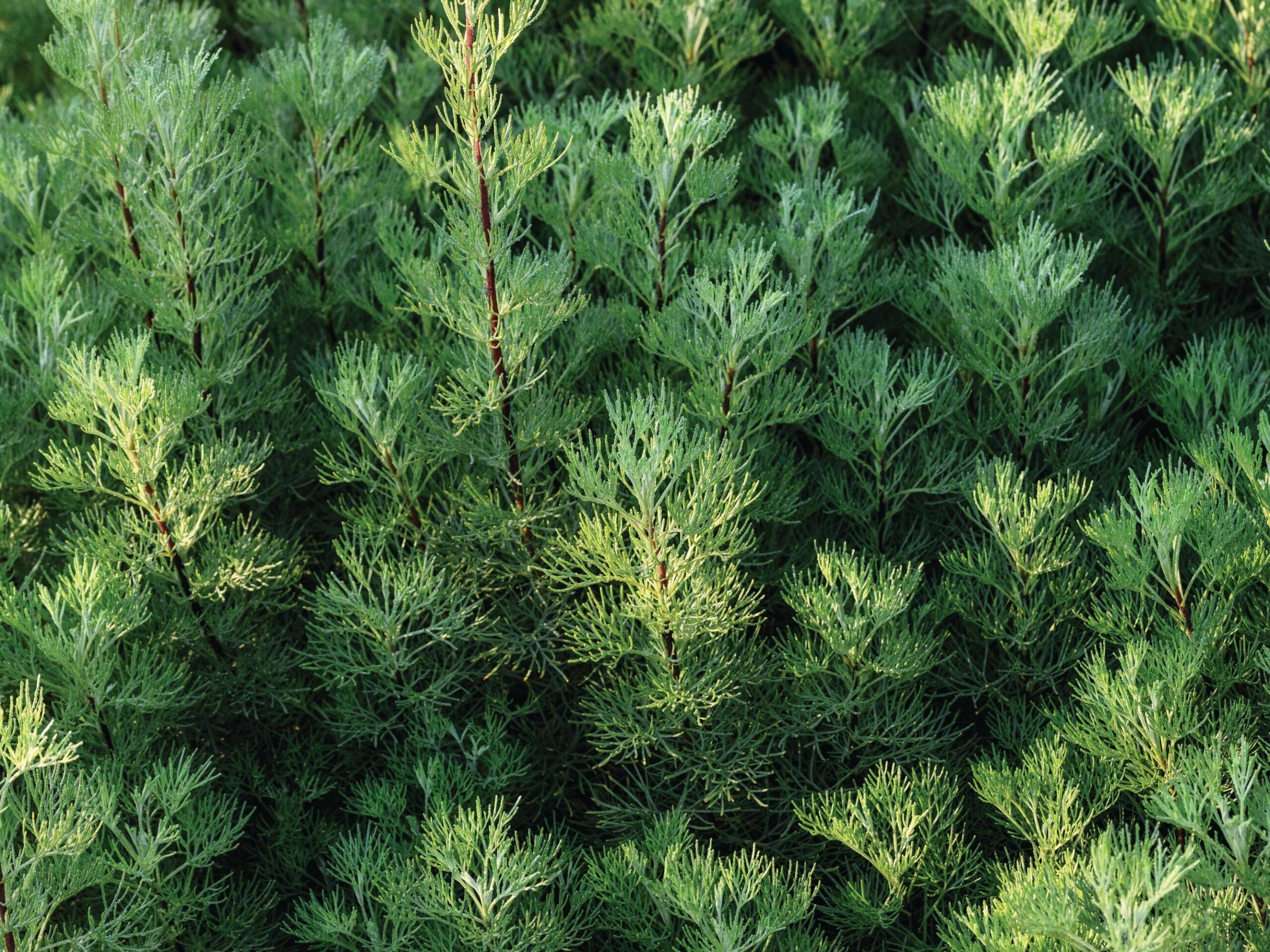 Artemisia abrotanum