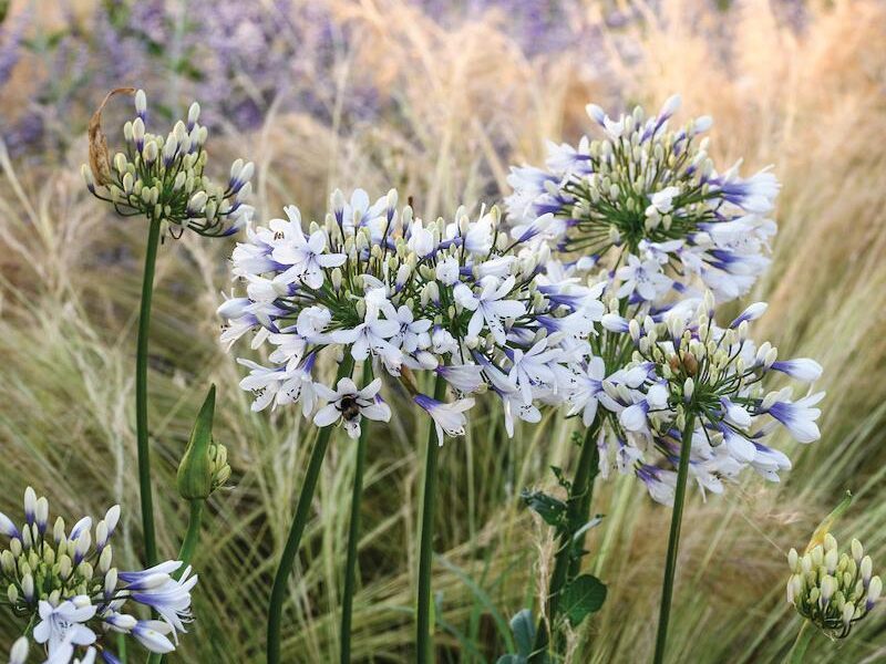 Agapanthus Twister (= ‘Ambic001’)
