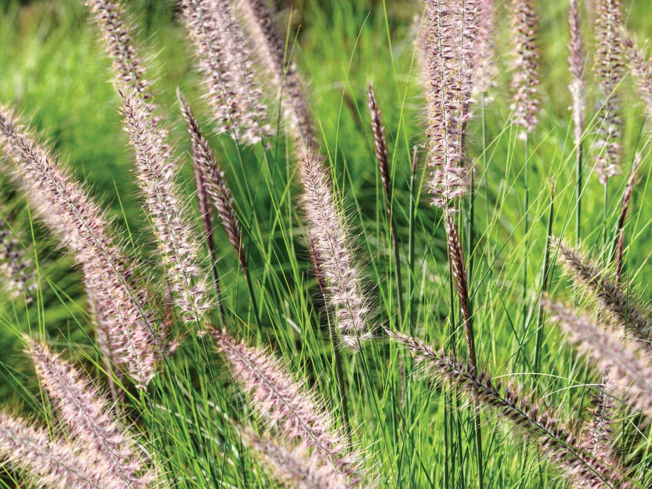 Pennisetum alopecuroides ‘Hameln’