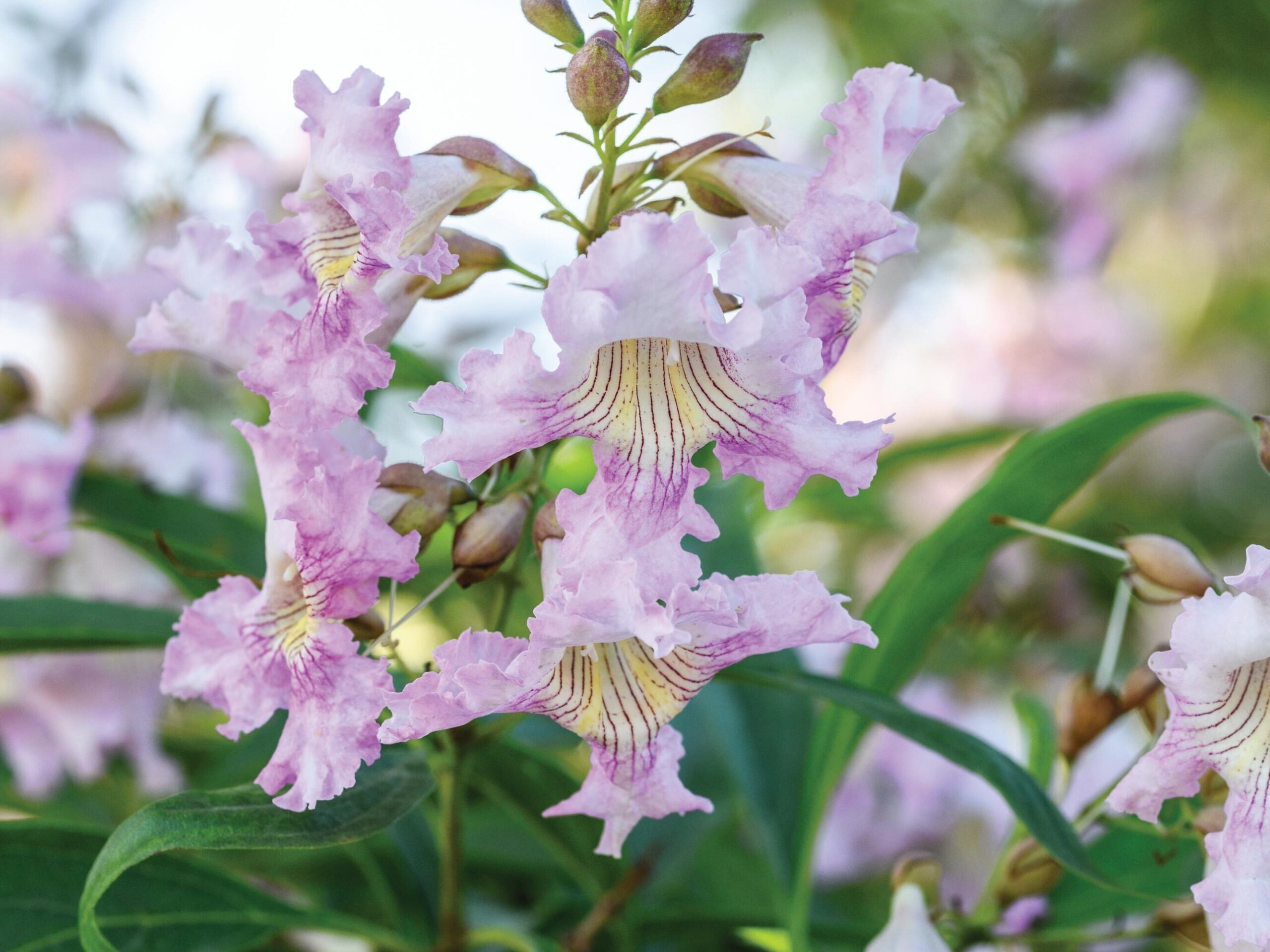 x Chitalpa tashkentensis Summer Bells (= ‘Minsum’)