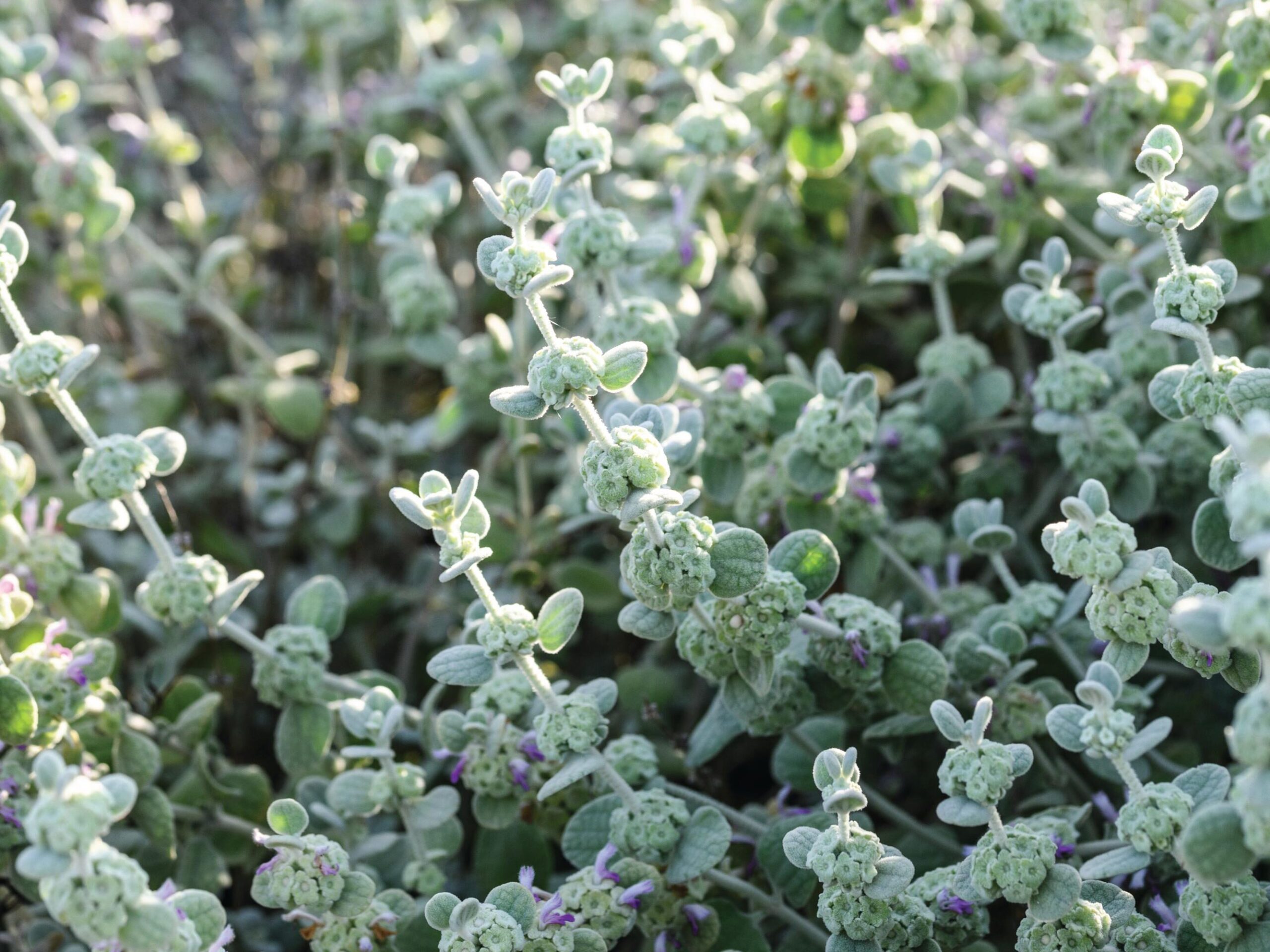 Pseudodictamnus mediterraneus A