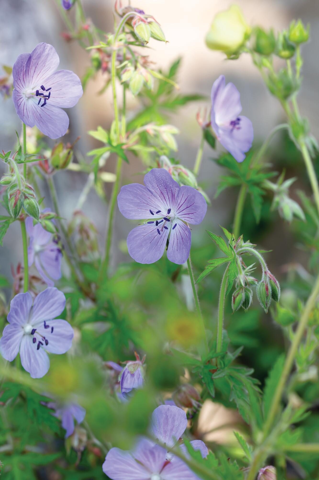 Blue flower