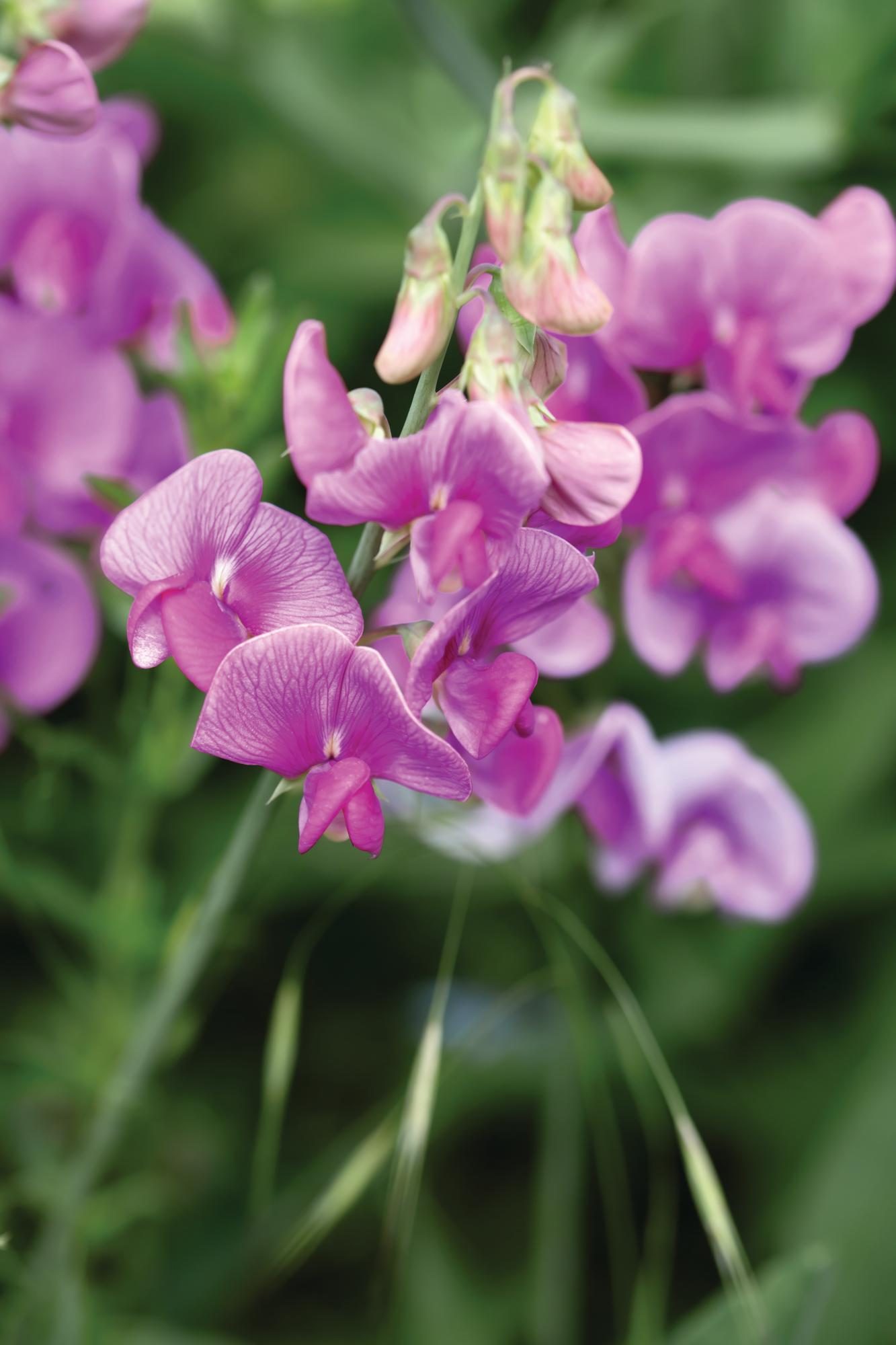 Purple flowers