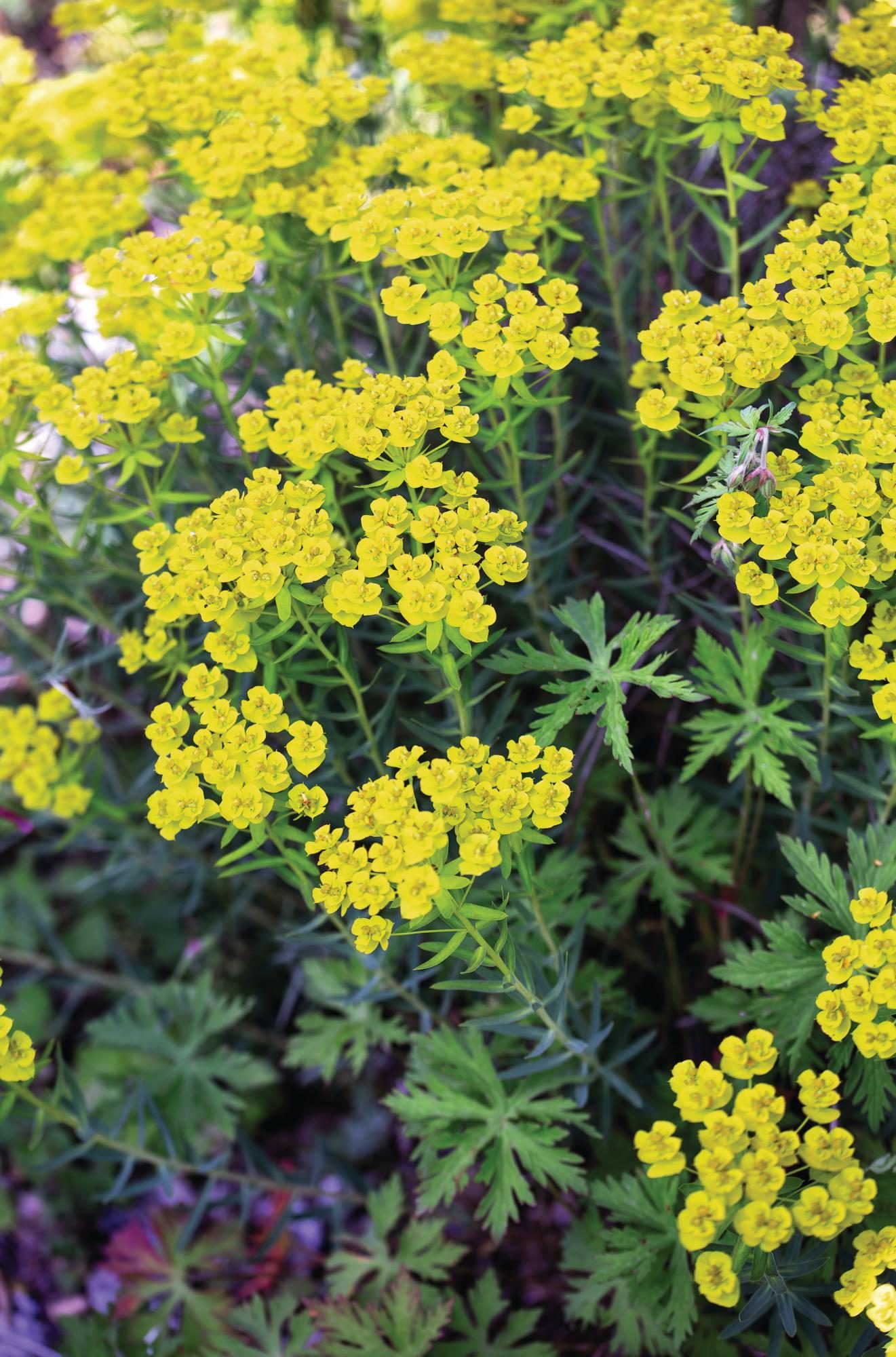 Yellow flowers on a green plant