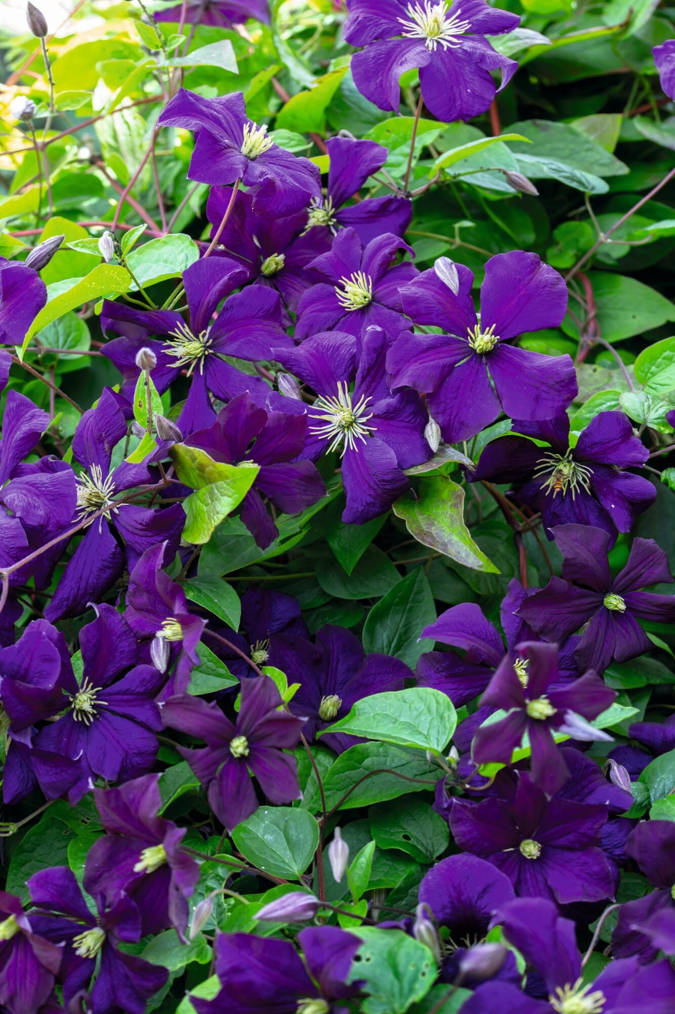 Purple flower