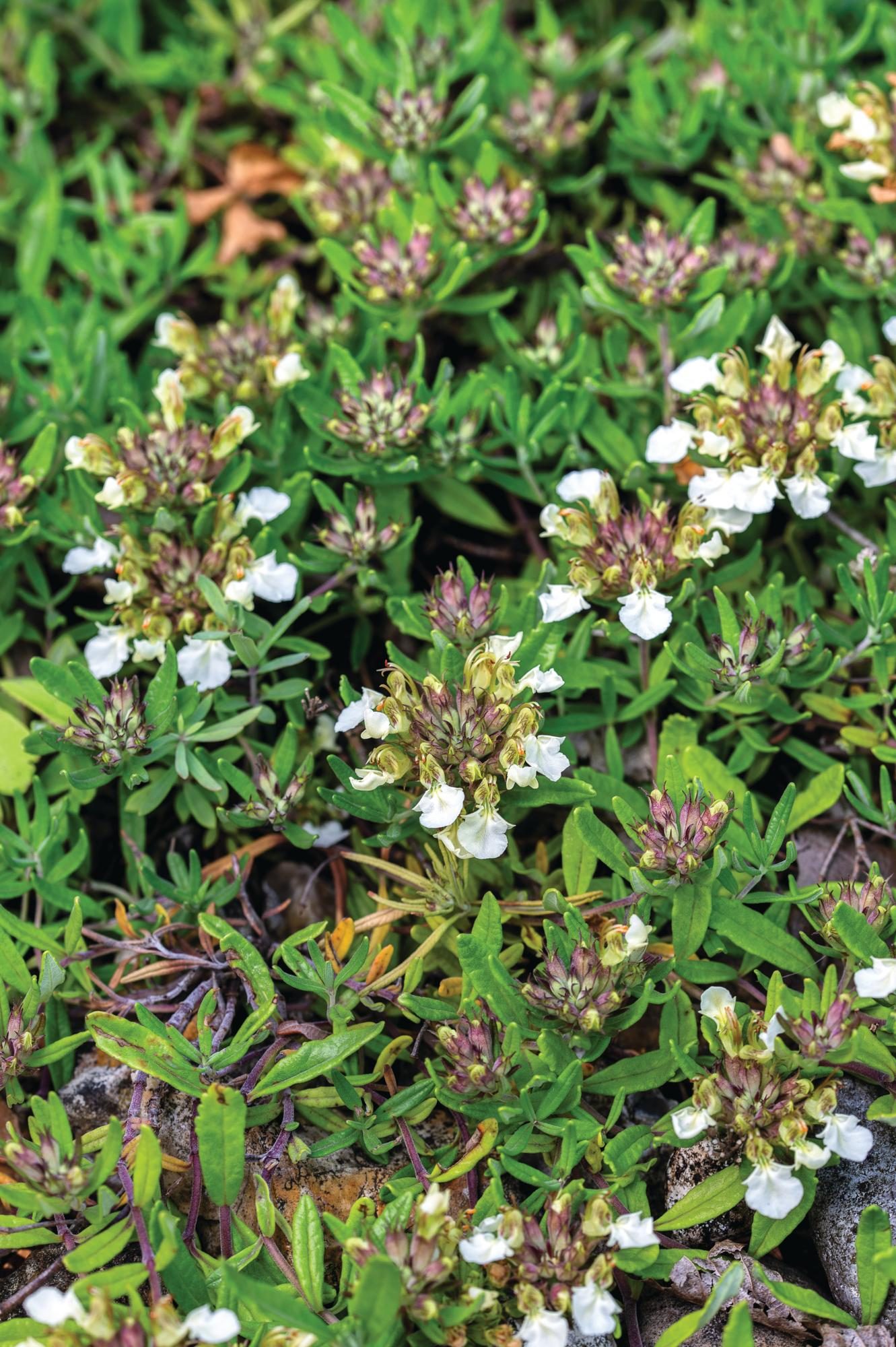 White and green plant