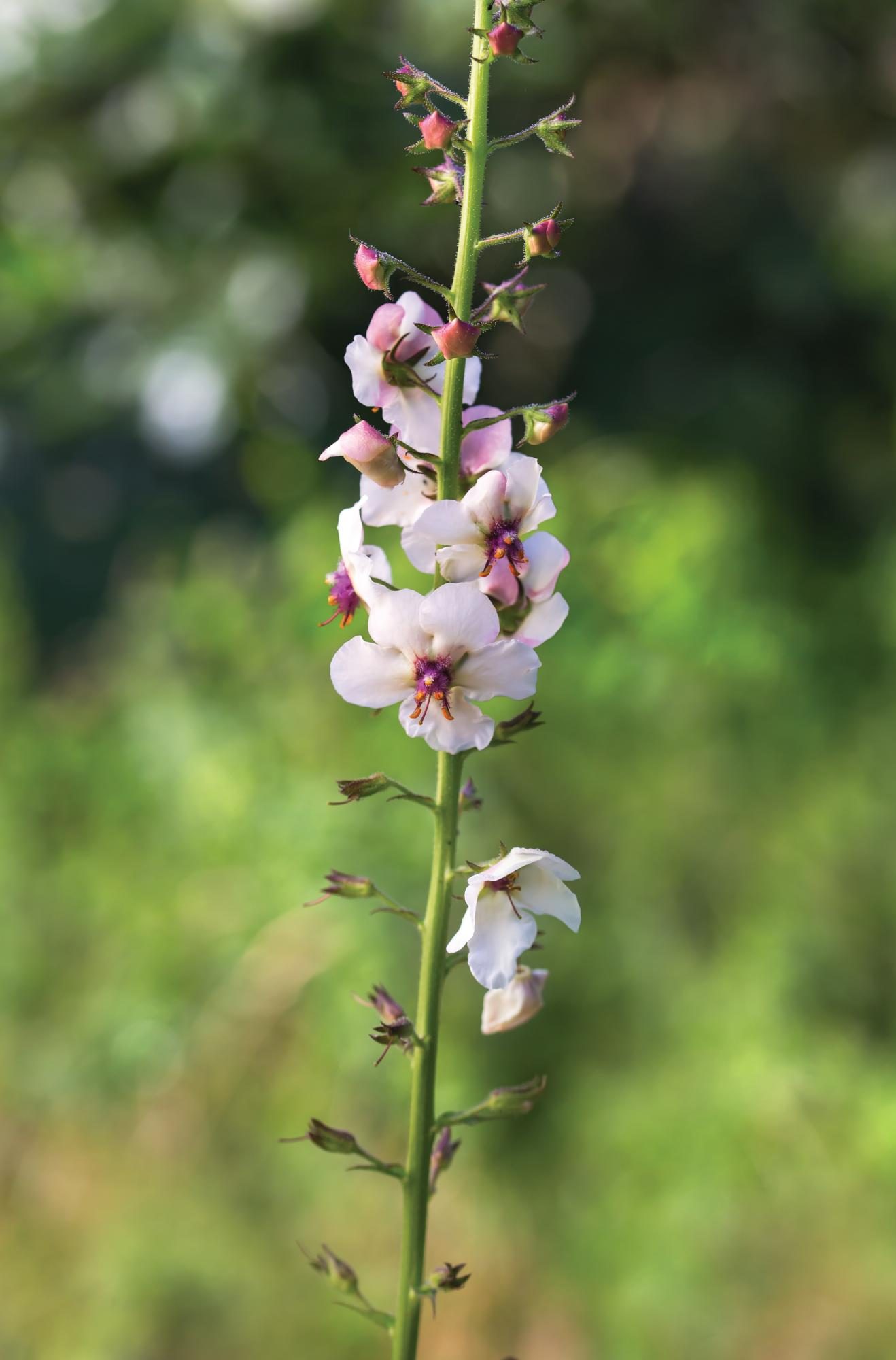 White flower on tall stem