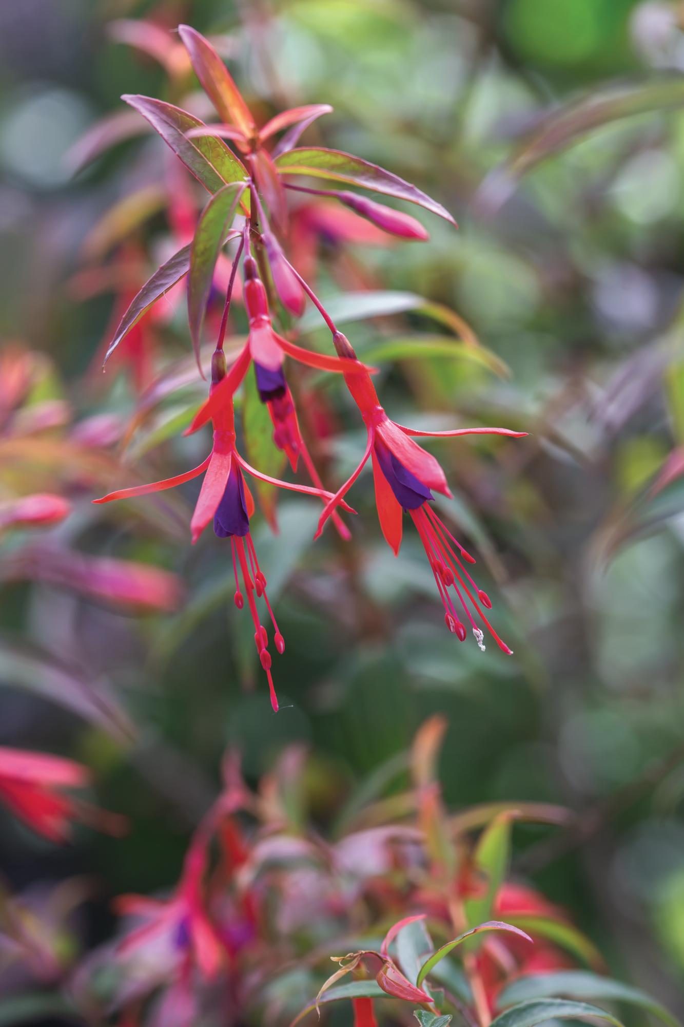 Red flower with purple inside