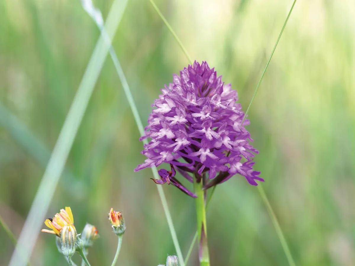 ANACAMPTIS PYRAMIDALIS Purple flower