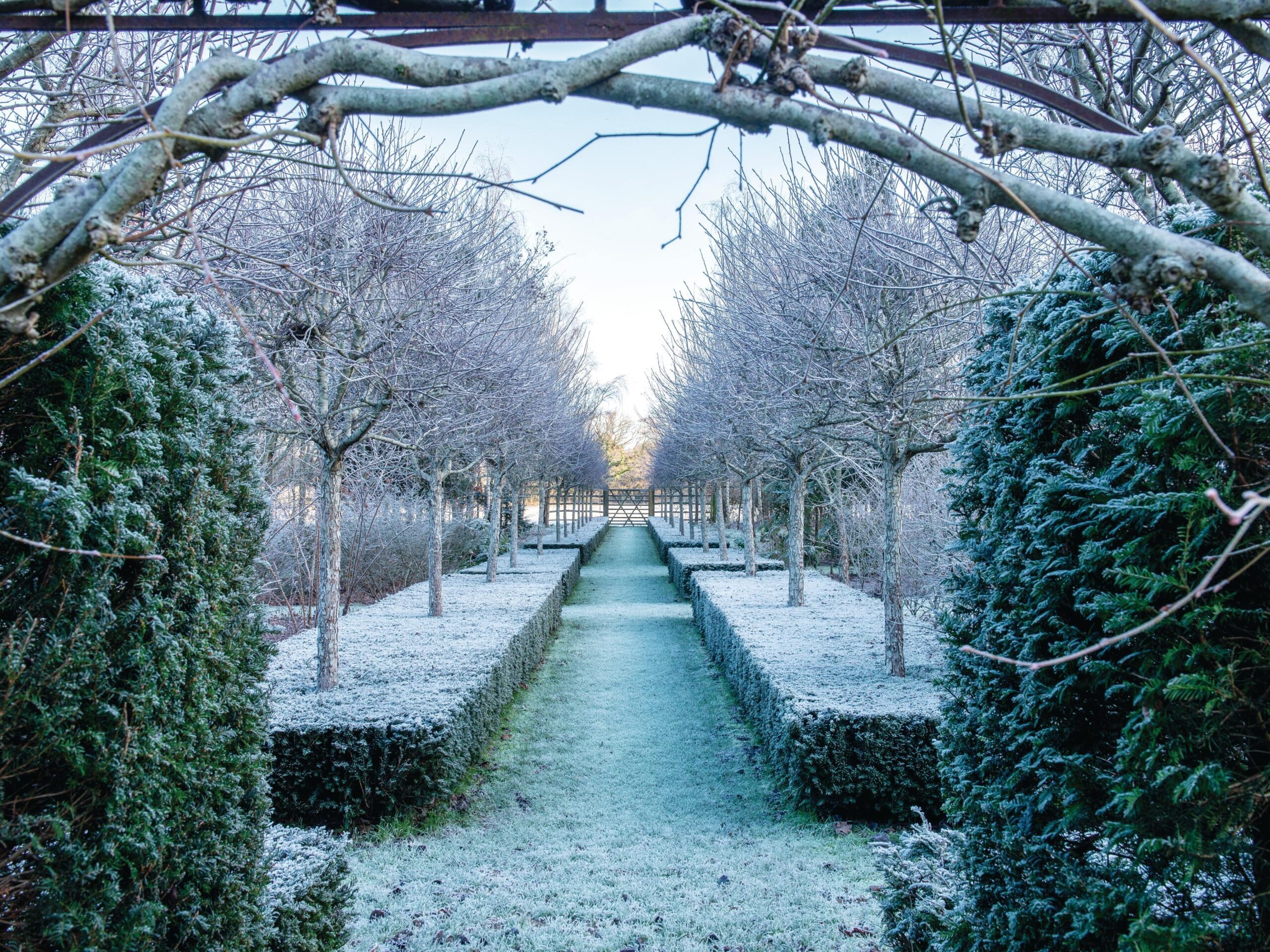 Hedges in winter garden