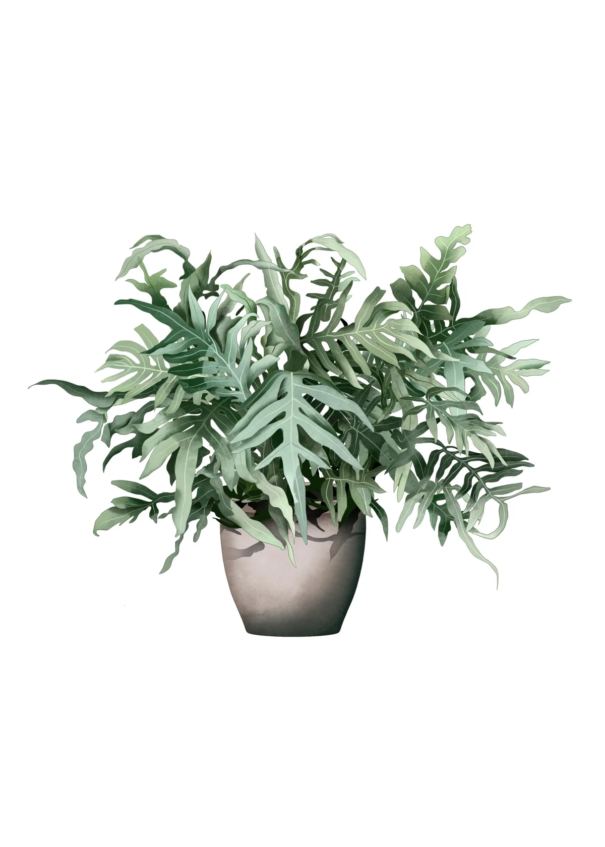 Phlebodium aureum or fern Phlebodium aureum or fern